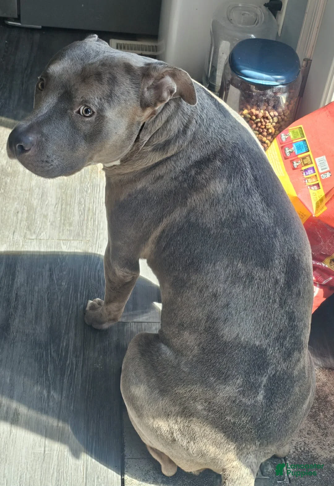 American Staffordshire Terrier dogs for sale: American Staffordshire Terrier Puppy 3 - Ad 4