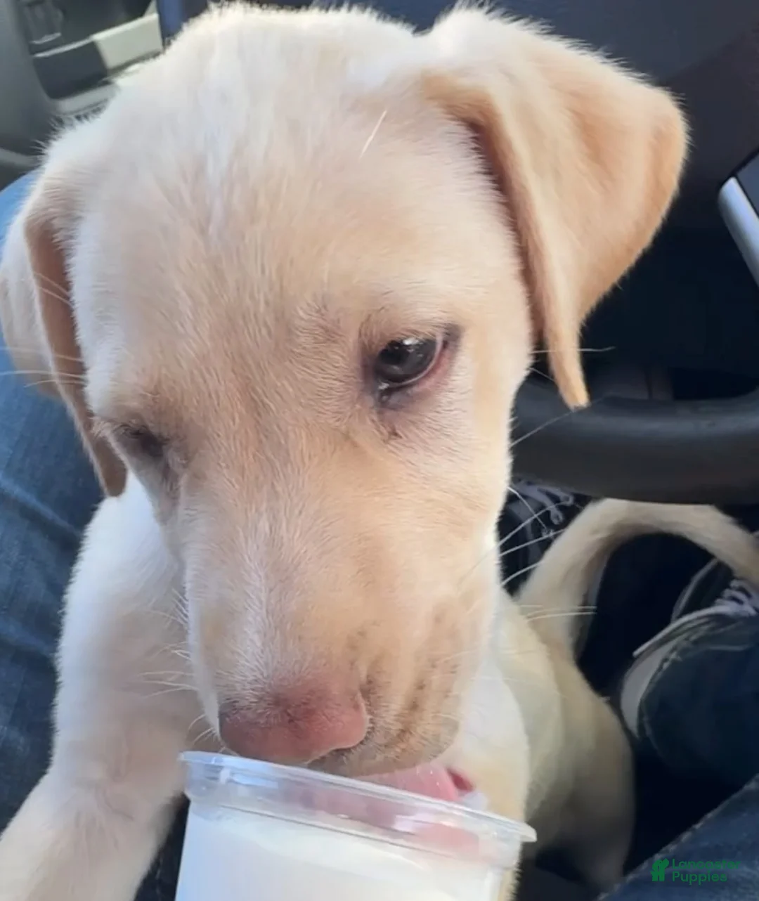 Labrador Retriever dogs for sale: Labrador Retriever 1 - Ad 2
