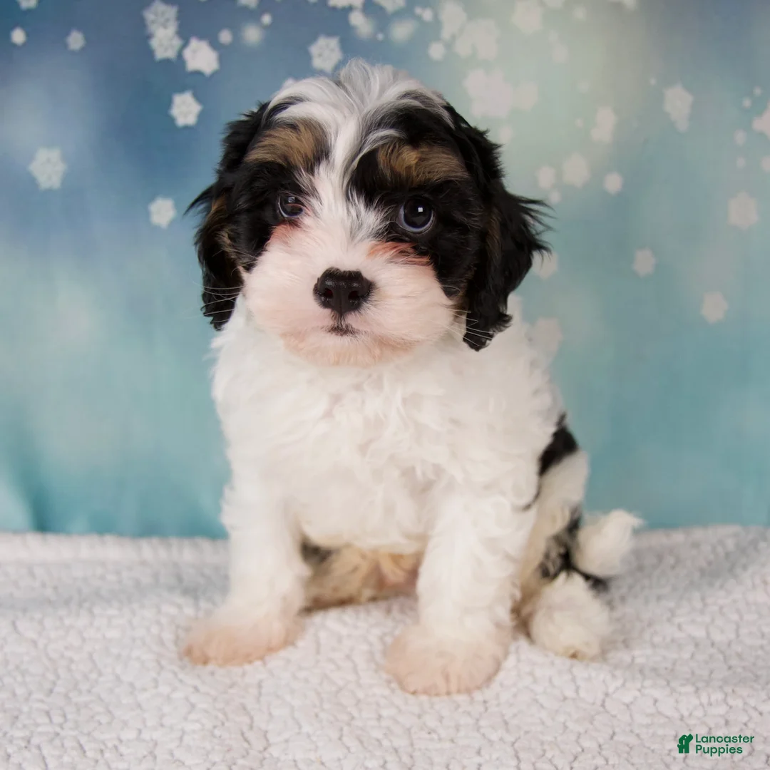 Cavapoo dogs for sale: Moose - Ad 4