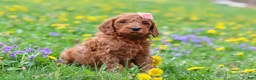 Goldendoodle dogs for sale: Loretta F1b - Ad 3