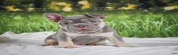 French Bulldog dogs for sale: Luke - Ad 8