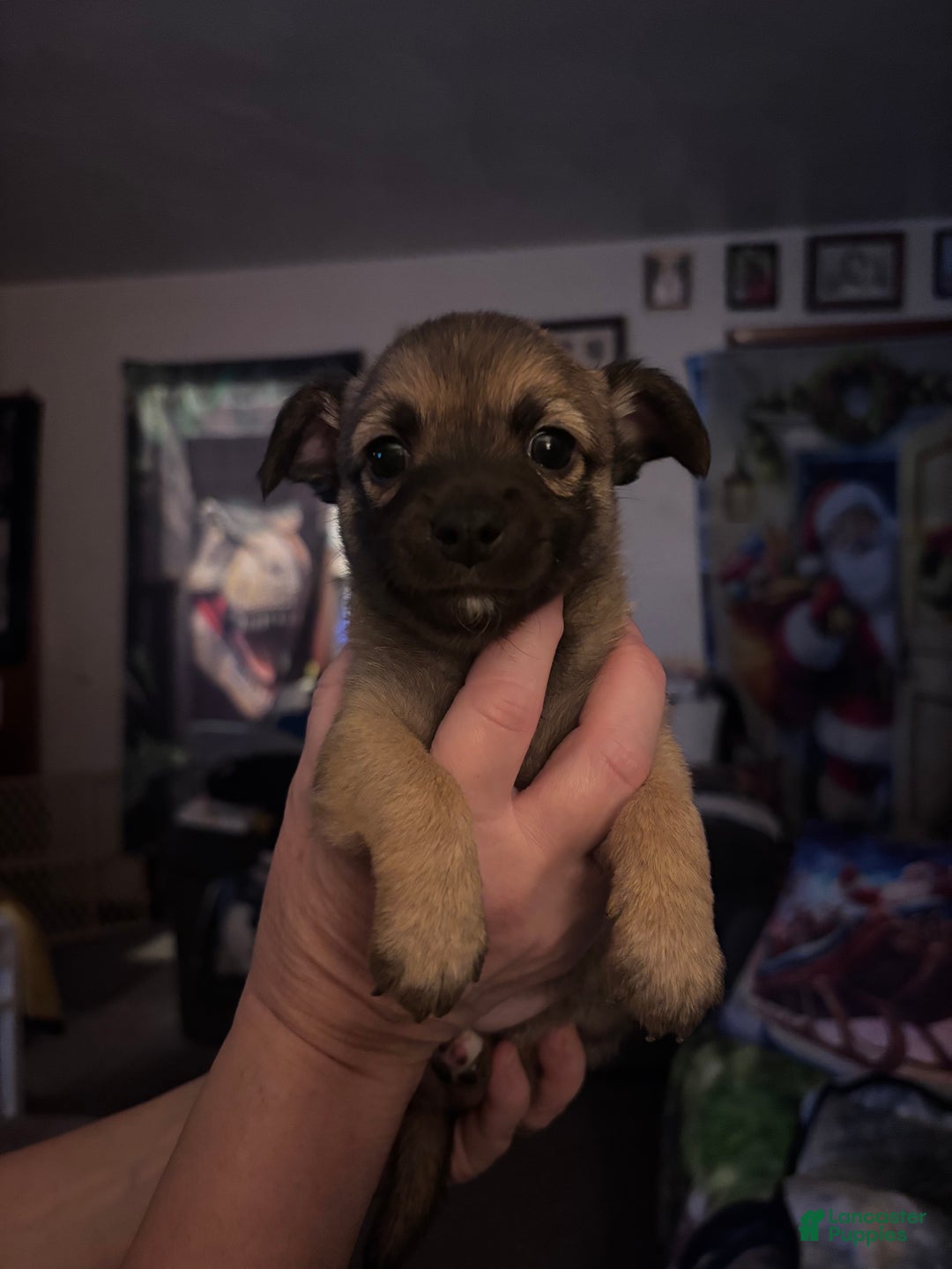 Chihuahua dogs for sale: Chihuahua Puppy 1 - Ad 1