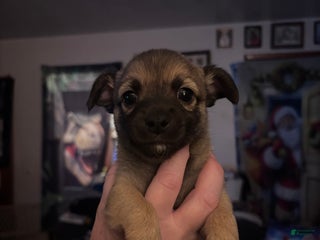 Chihuahua dogs Chihuahua Puppy 1 - Ad 42