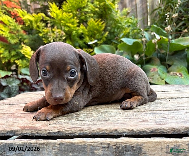 Dachshund dogs Fable - Ad 2