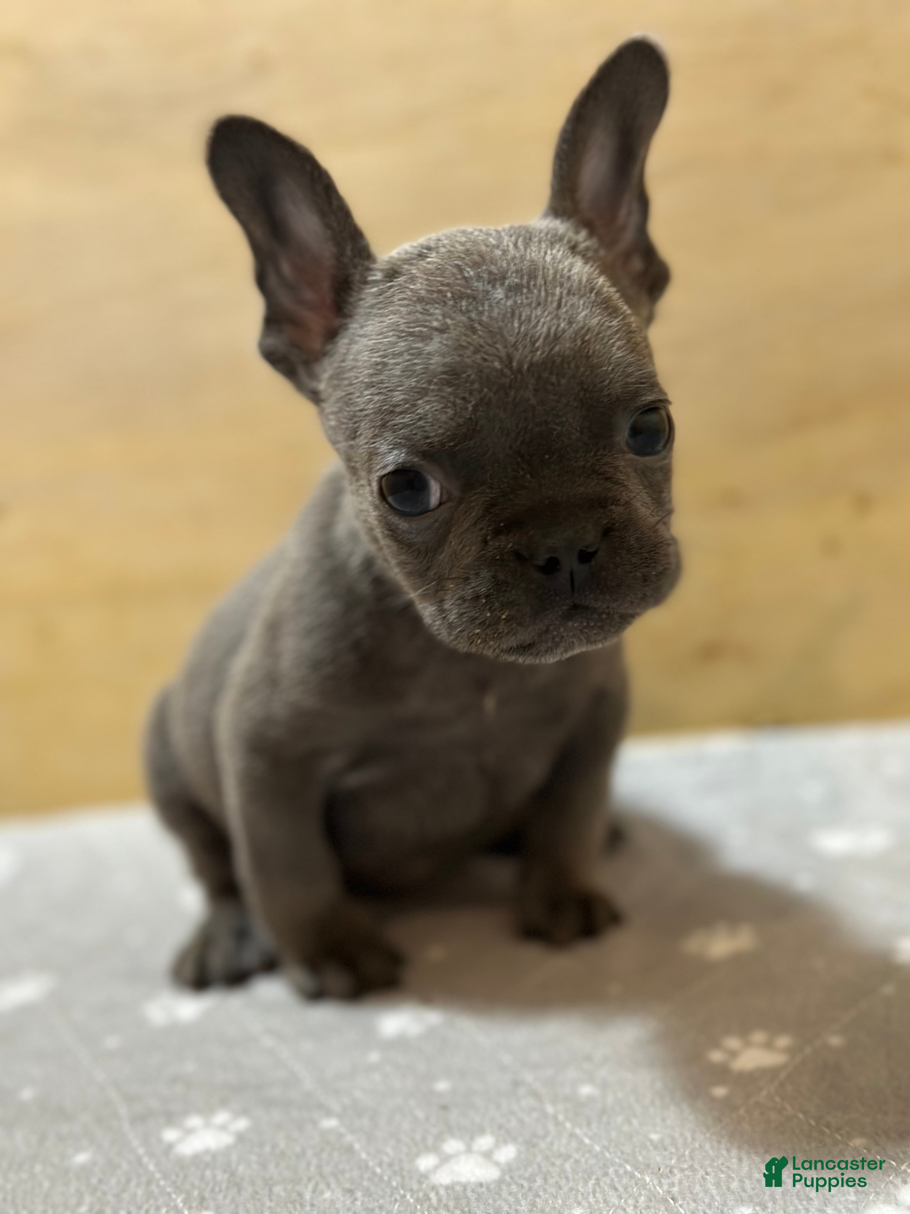 French Bulldog dogs Tyson - Ad 2
