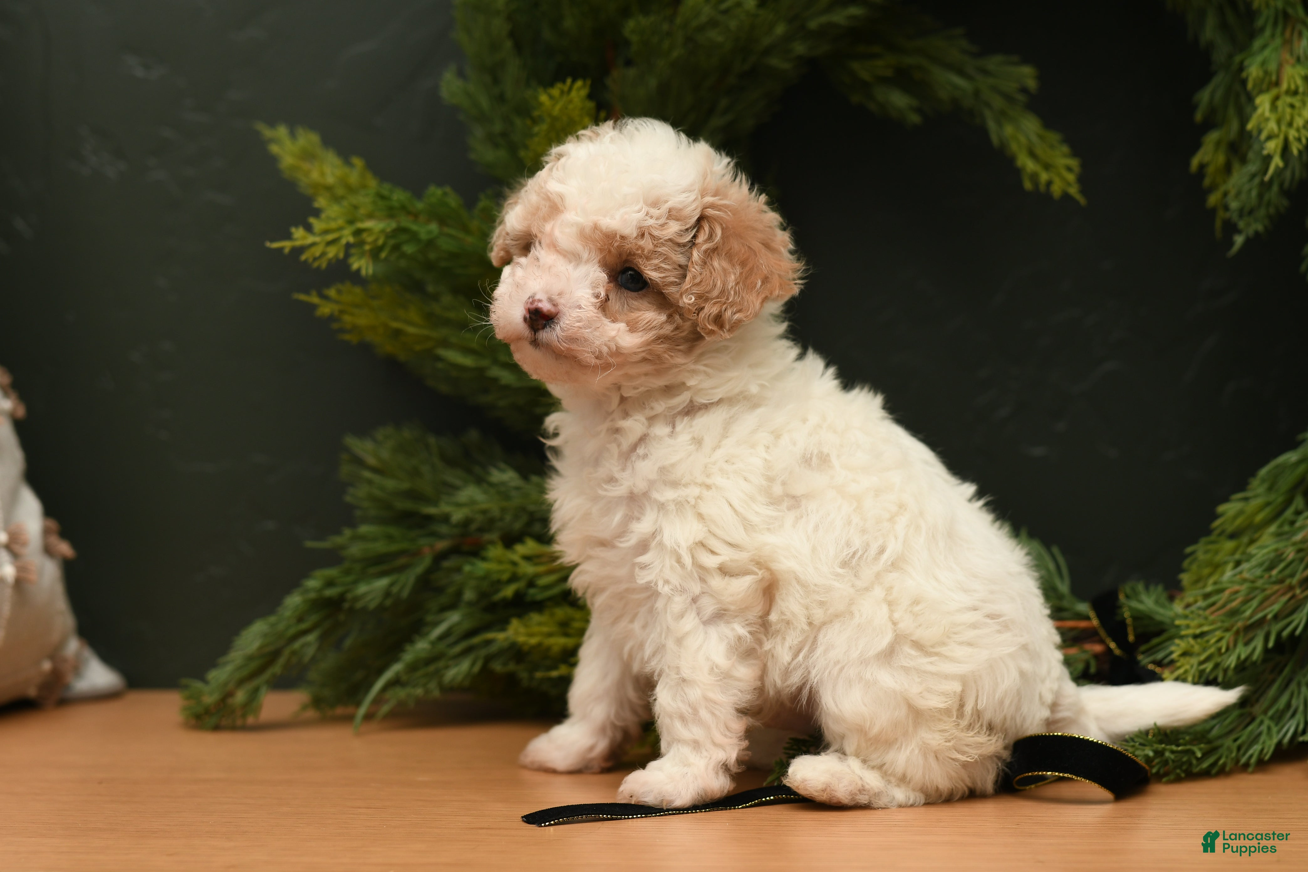 Bichpoo dogs Teddy Bear  - Ad 13