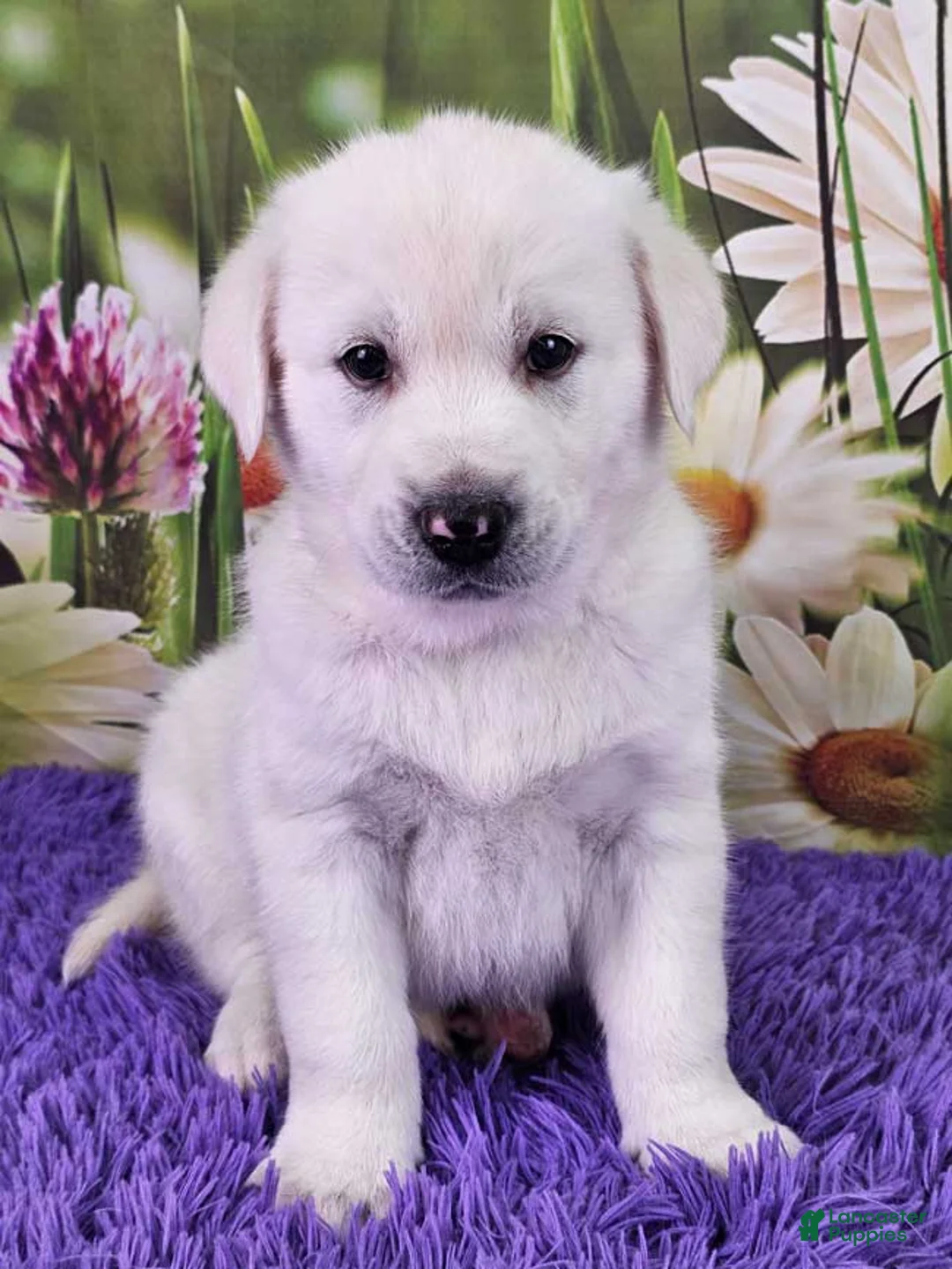 Goberian dogs for sale: Muppet - Ad 1