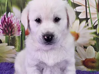 Goberian dogs Muppet - Ad 23