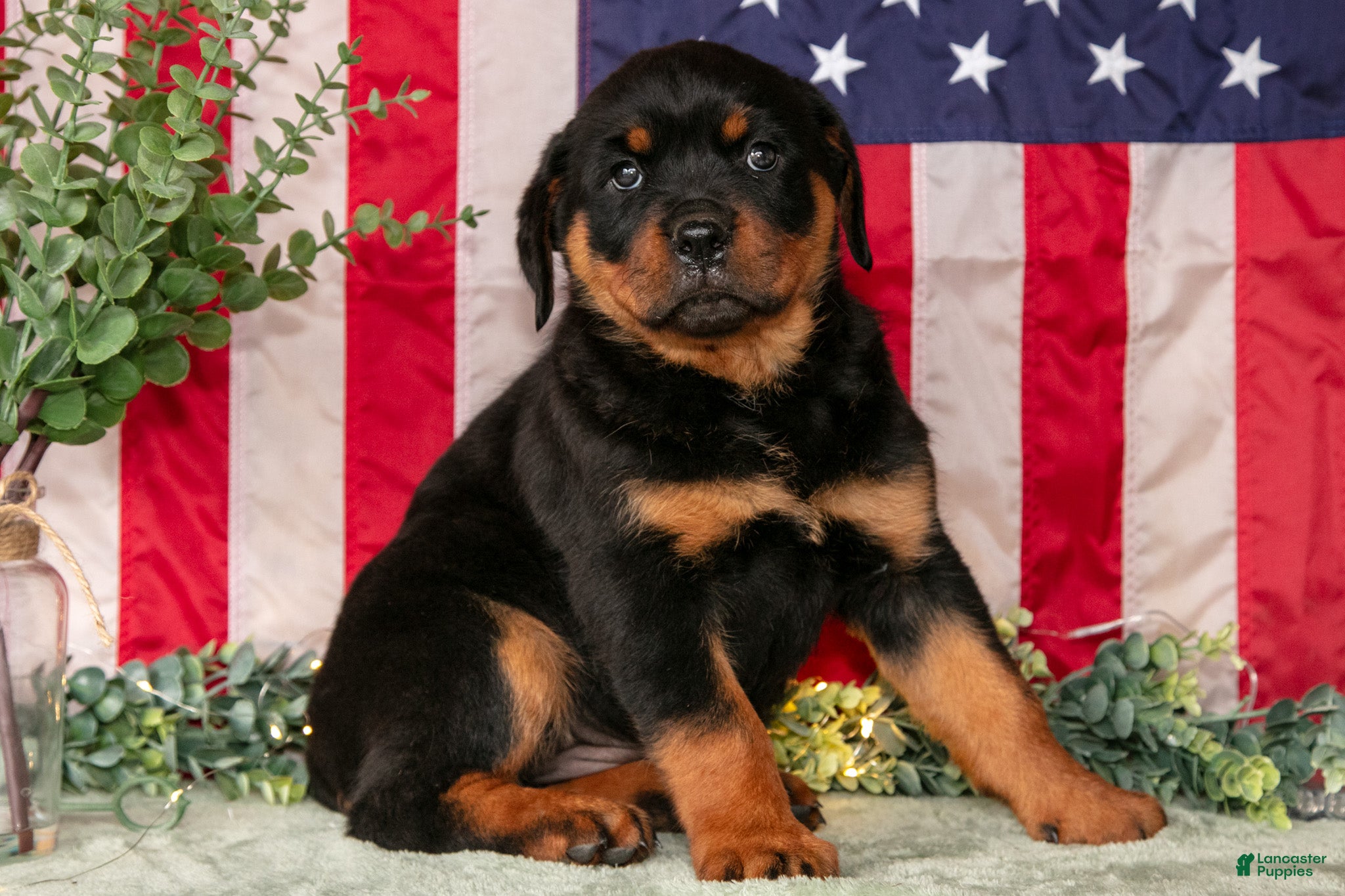 Rottweiler dogs Lily - Ad 2