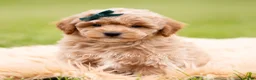 Mini Goldendoodle dogs for sale: Munchkin - Ad 5