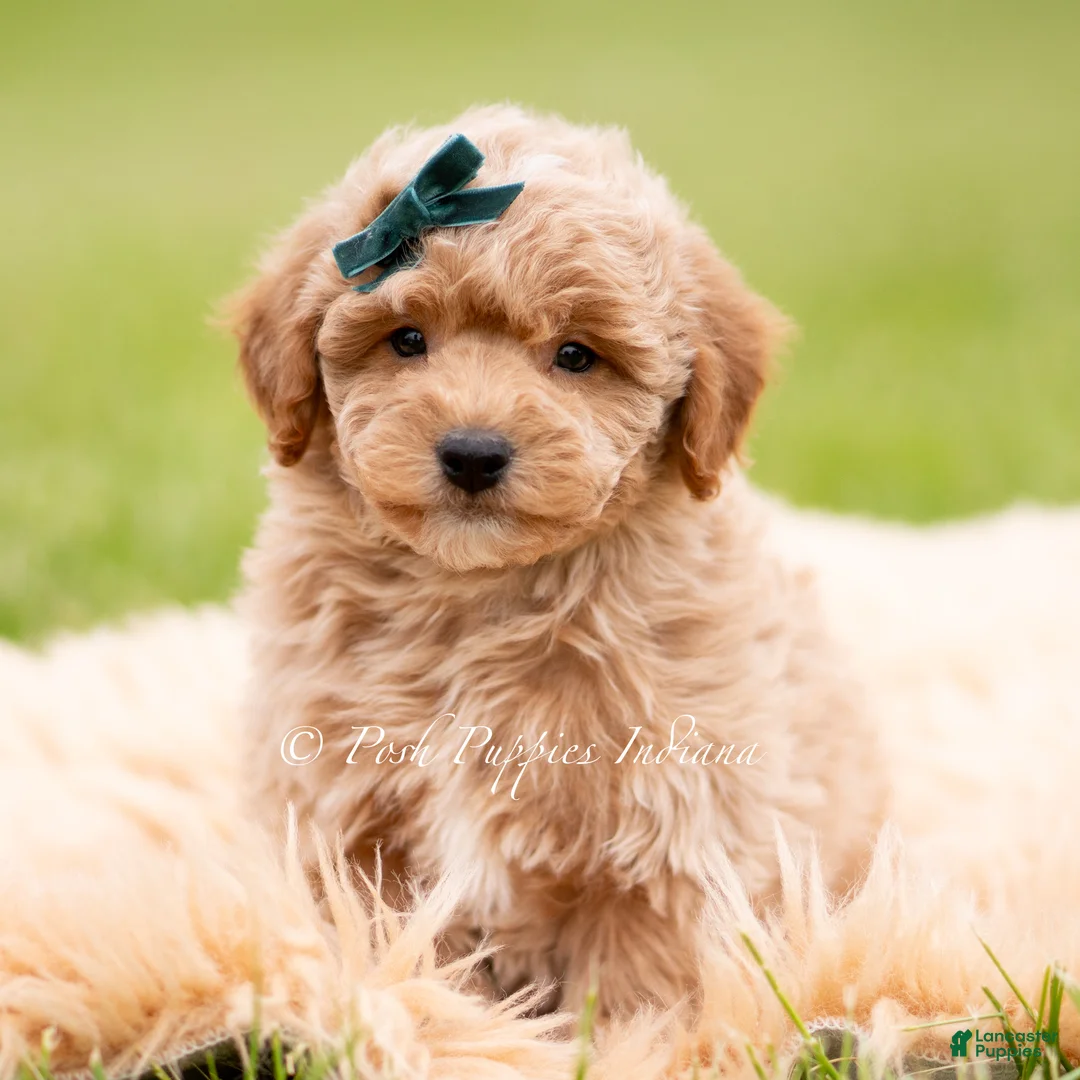 Mini Goldendoodle dogs for sale: Munchkin - Ad 5