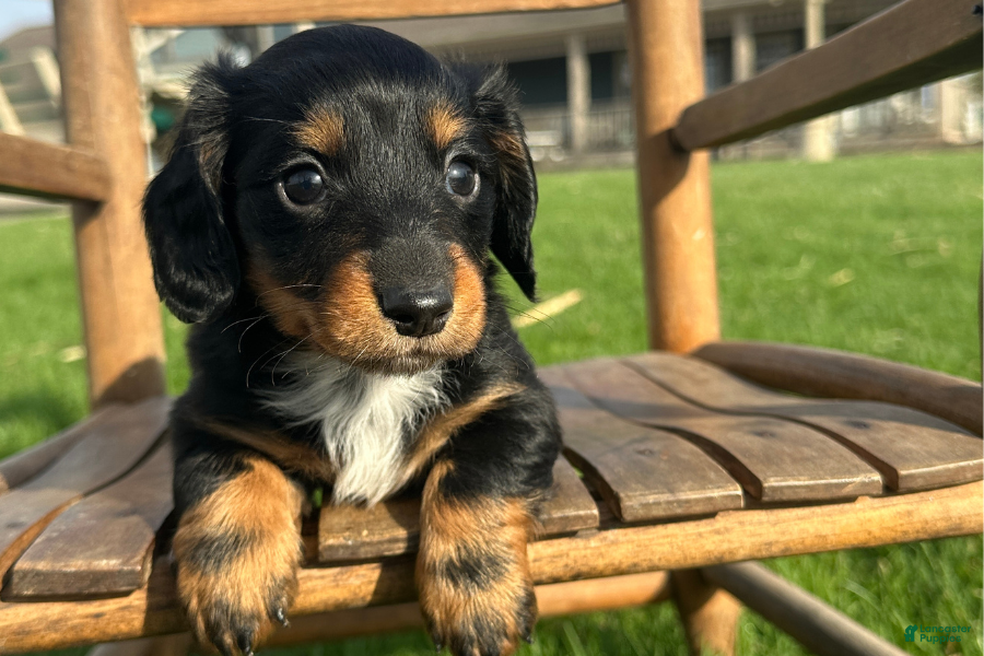 Dachshund dogs Sonic - Ad 33