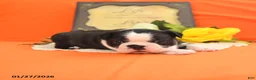 Boston Terrier dogs for sale: Roxie - Ad 13