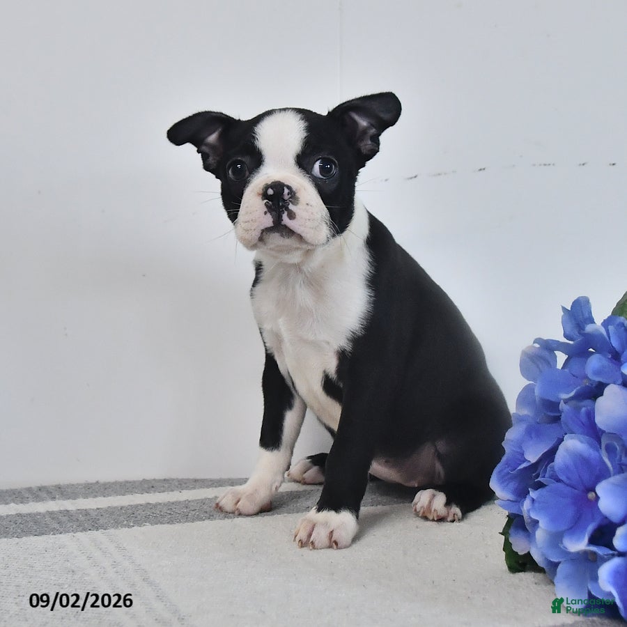Boston Terrier dogs Zara - Ad 2