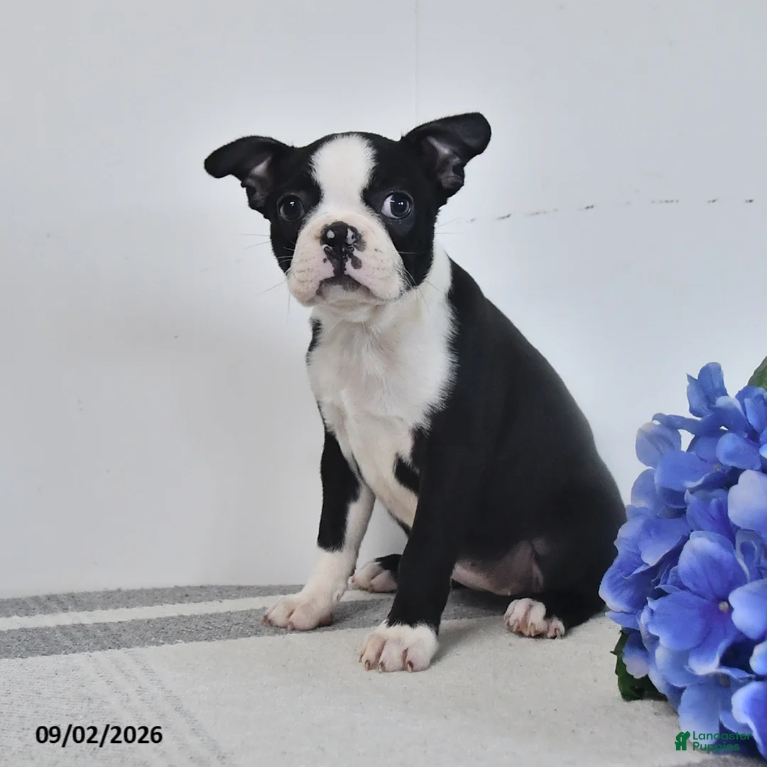 Boston Terrier dogs for sale: Zara - Ad 2