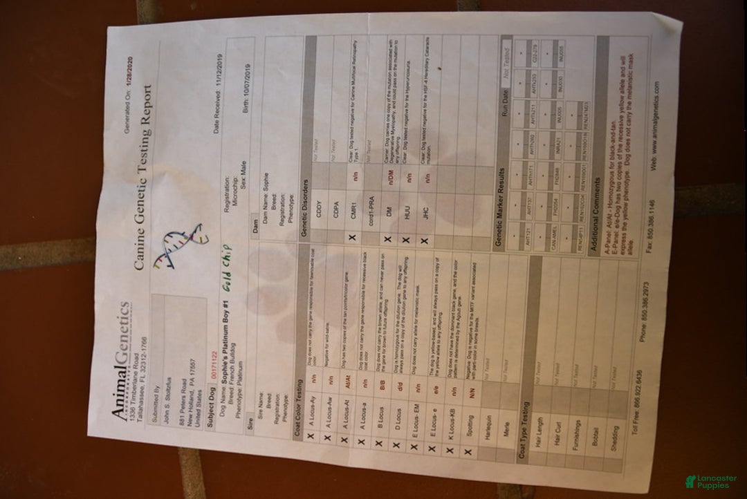 French Bulldog dogs for stud: Gold Chip - Ad 3