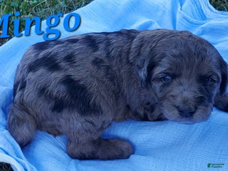 Mixed Breed dogs - Ad 12