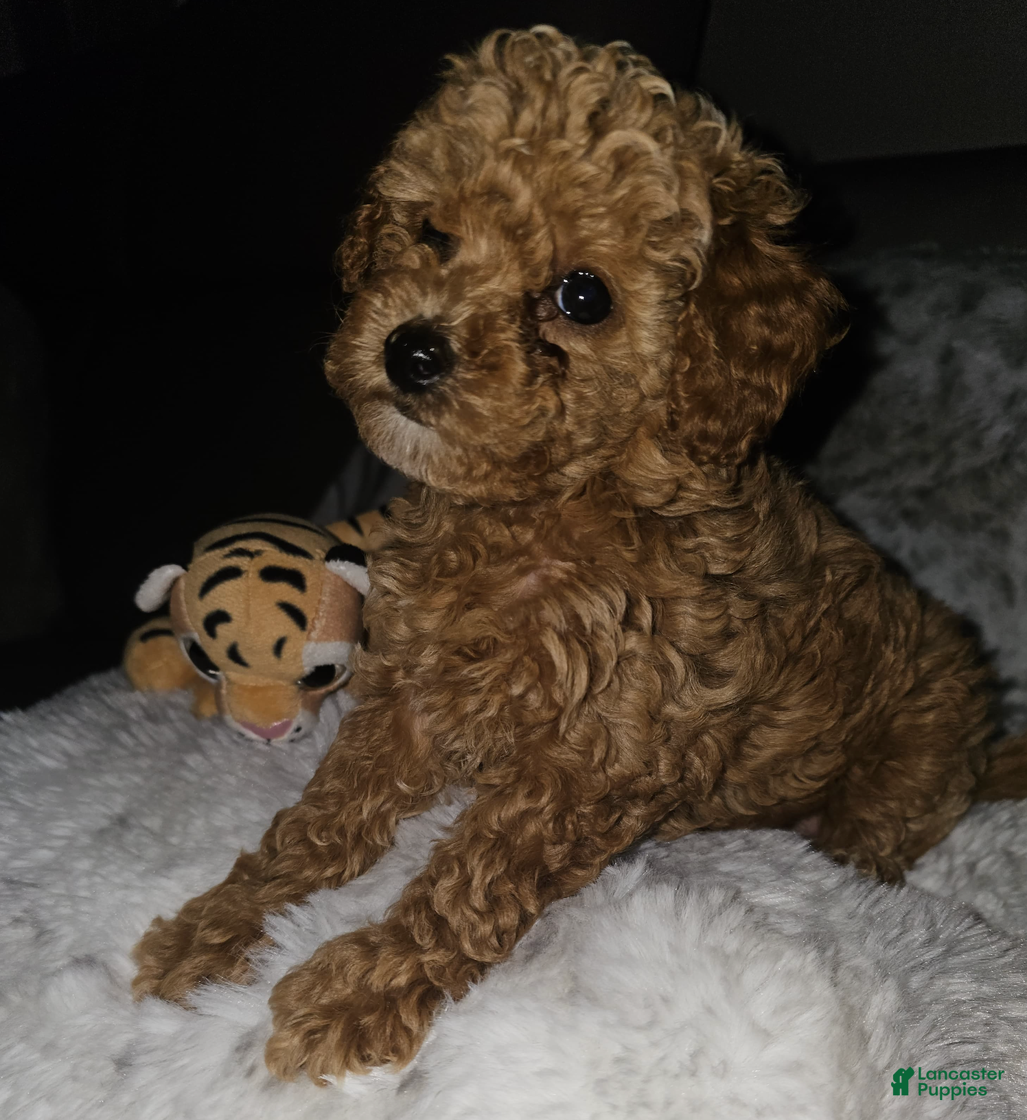 Toy Poodle dogs TUCKER- AKC GENETICALLY HEALTH TESTED PARENTS - Ad 40