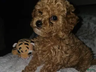Toy Poodle dogs TUCKER- AKC GENETICALLY HEALTH TESTED PARENTS - Ad 14