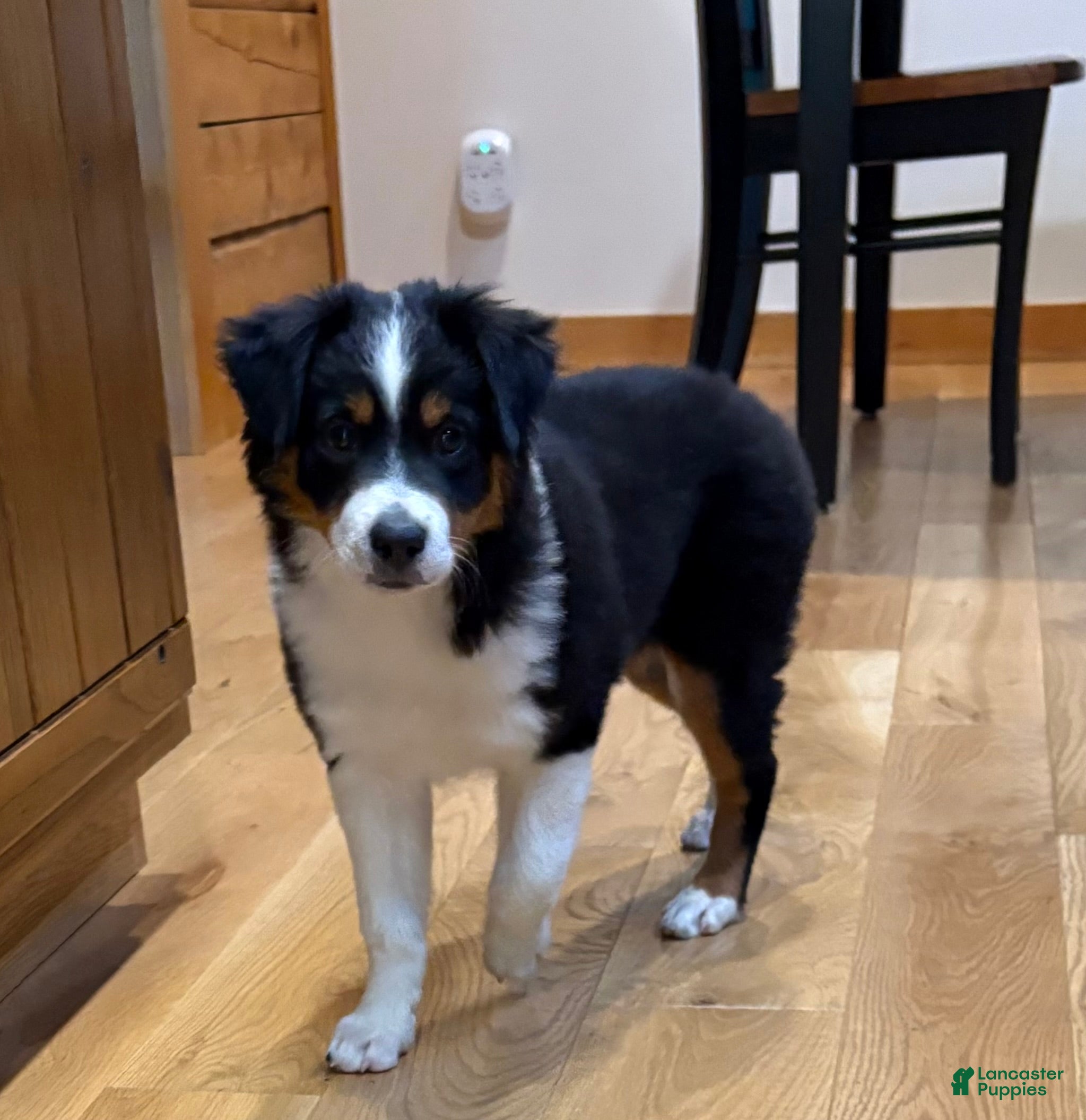 Poppy (Australian Shepherd, Female) in Jefferson Township, OH