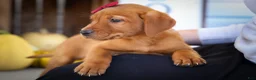 Labrador Retriever dogs for sale: NOAH - Ad 8