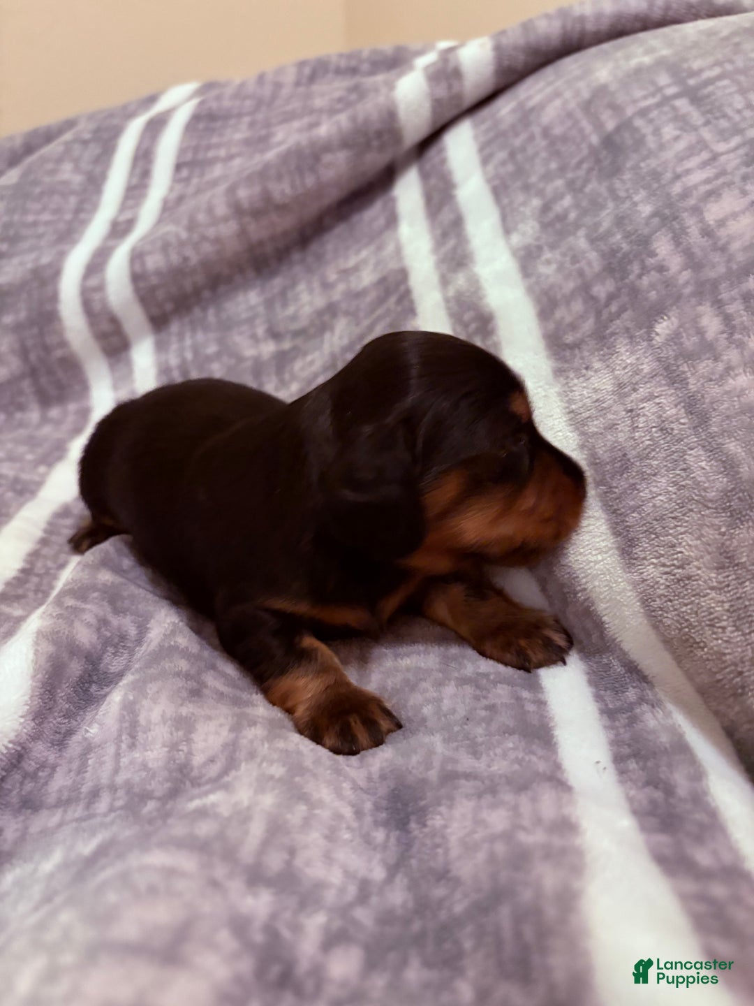 Dachshund dogs for sale: Bean - Ad 3