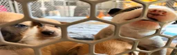 Mixed Breed dogs for sale: Pitsky male - Ad 27
