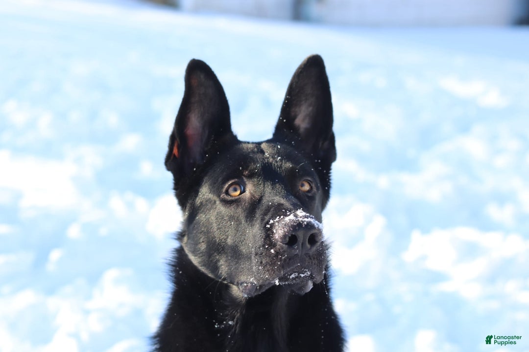 Gallery Image {{count}}