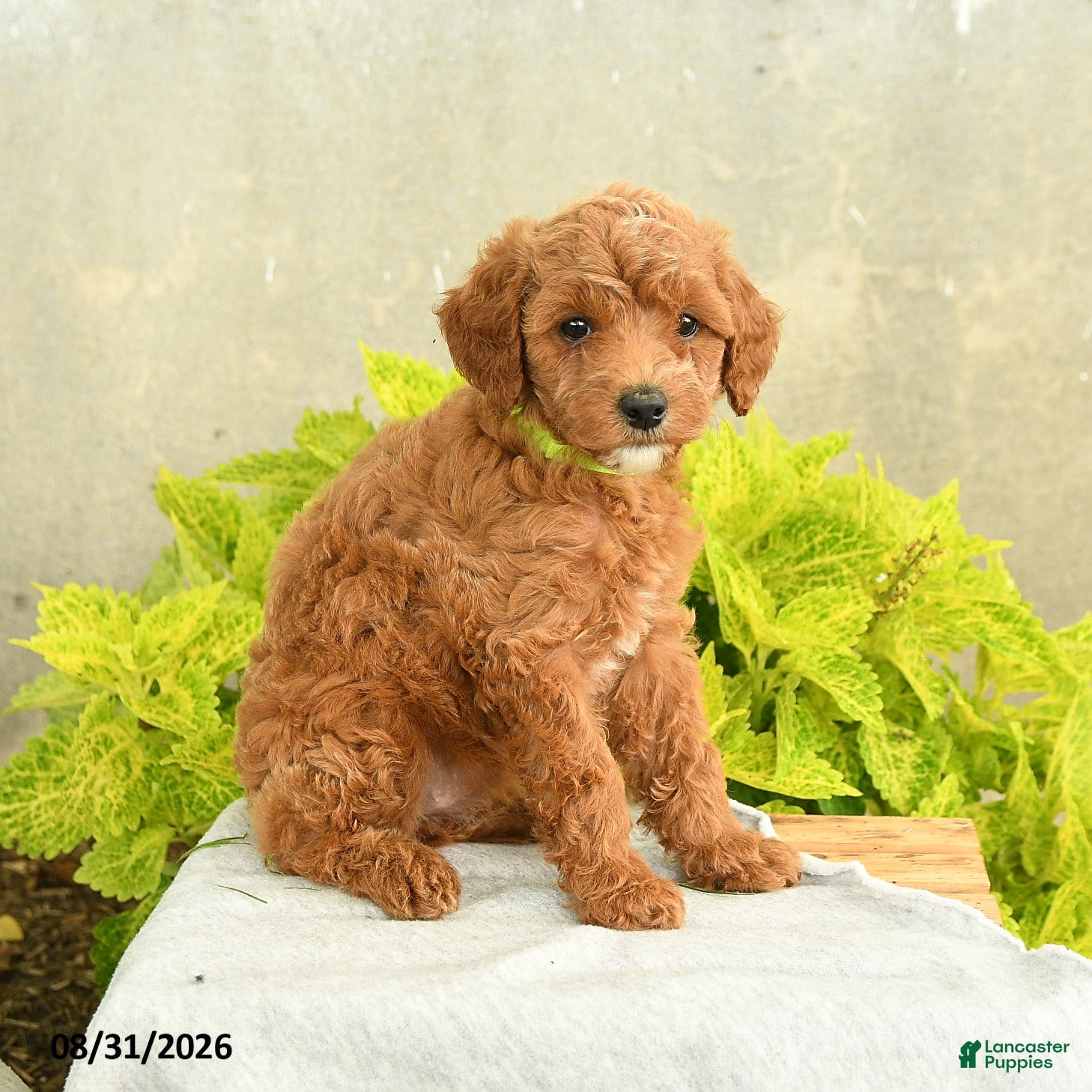 Miniature Poodle dogs for sale: Dana - Ad 2