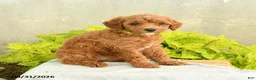 Miniature Poodle dogs for sale: Dana - Ad 1