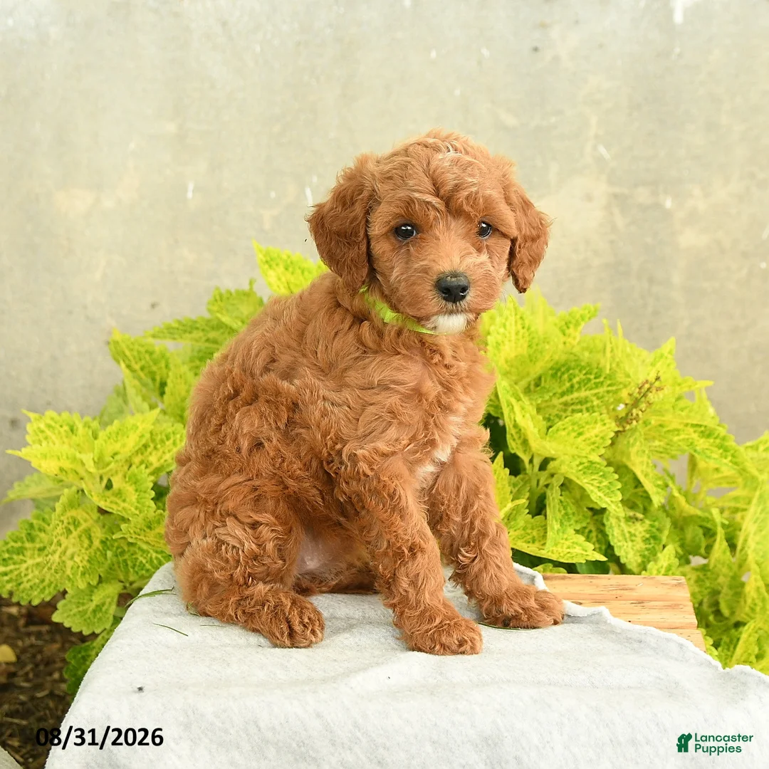 Miniature Poodle dogs for sale: Dana - Ad 1