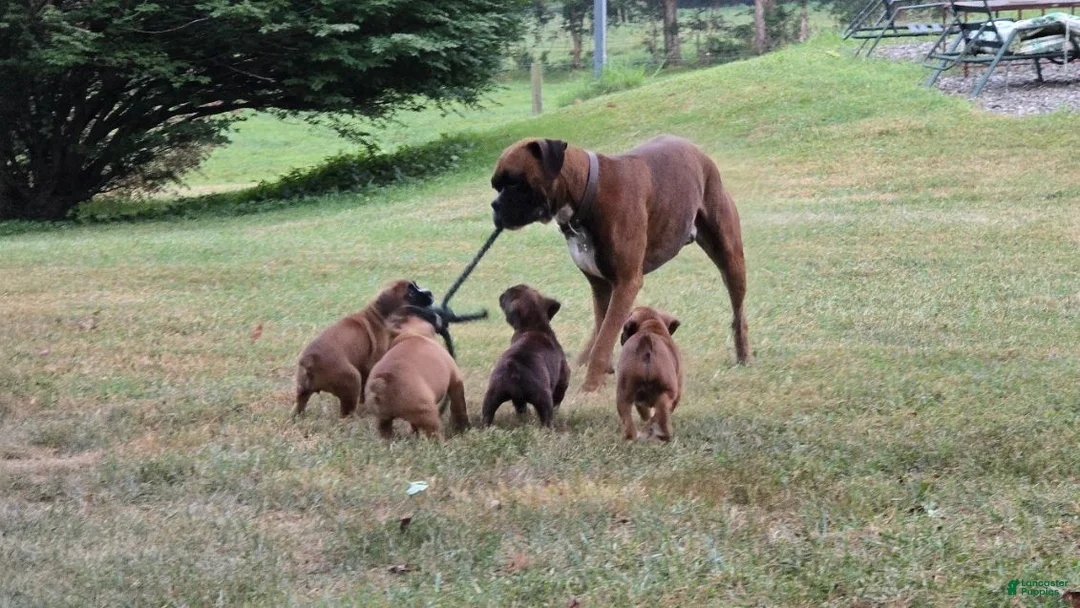 Boxer dogs for sale: Brownie - Ad 19