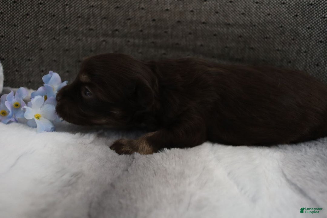 Havanese dogs for sale: Chocolate - Ad 11