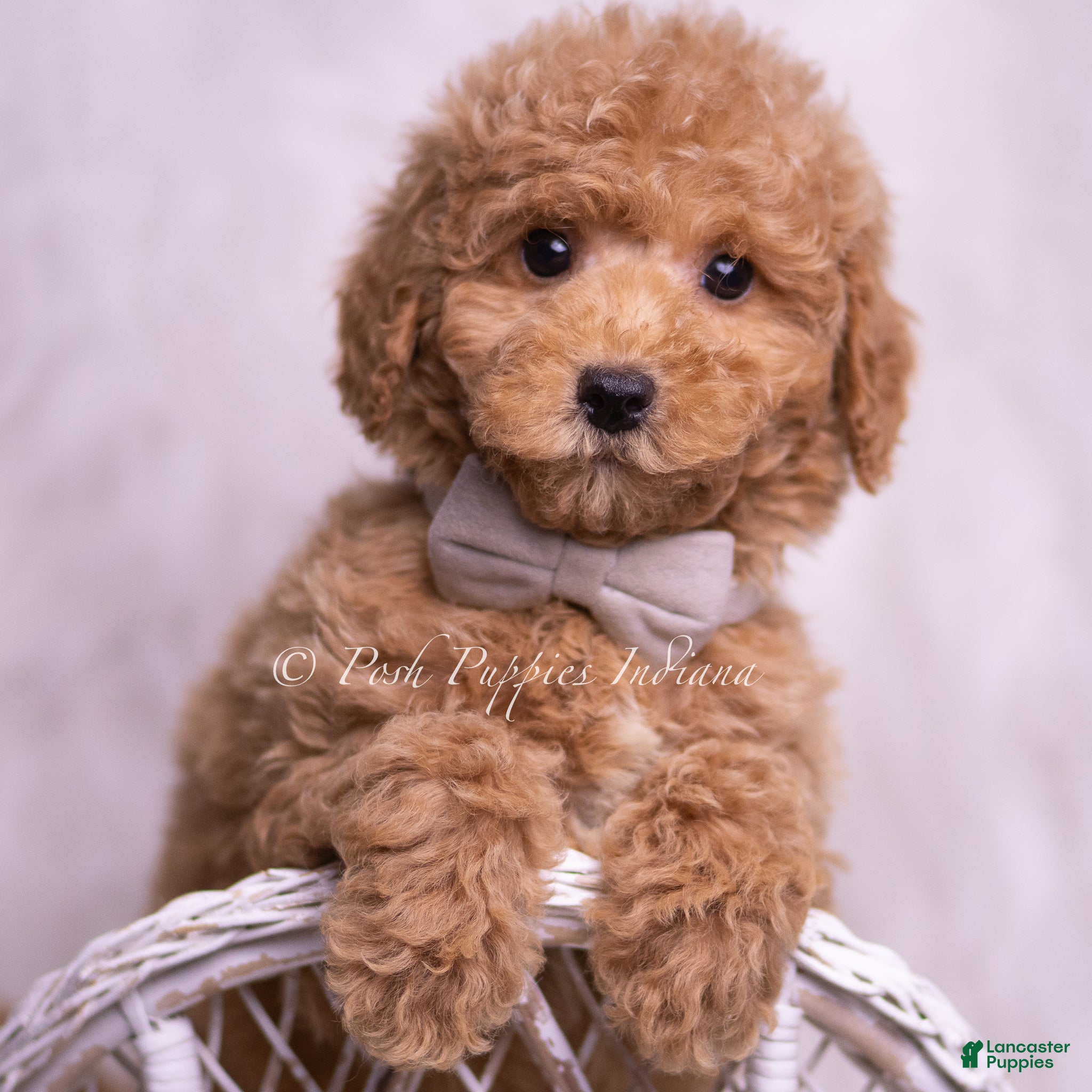 Mini Goldendoodle dogs Remington - Ad 16