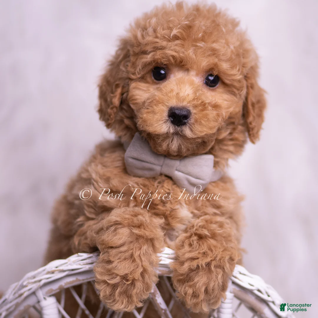 Mini Goldendoodle dogs for sale: Remington - Ad 1
