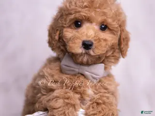 Mini Goldendoodle dogs Remington - Ad 16