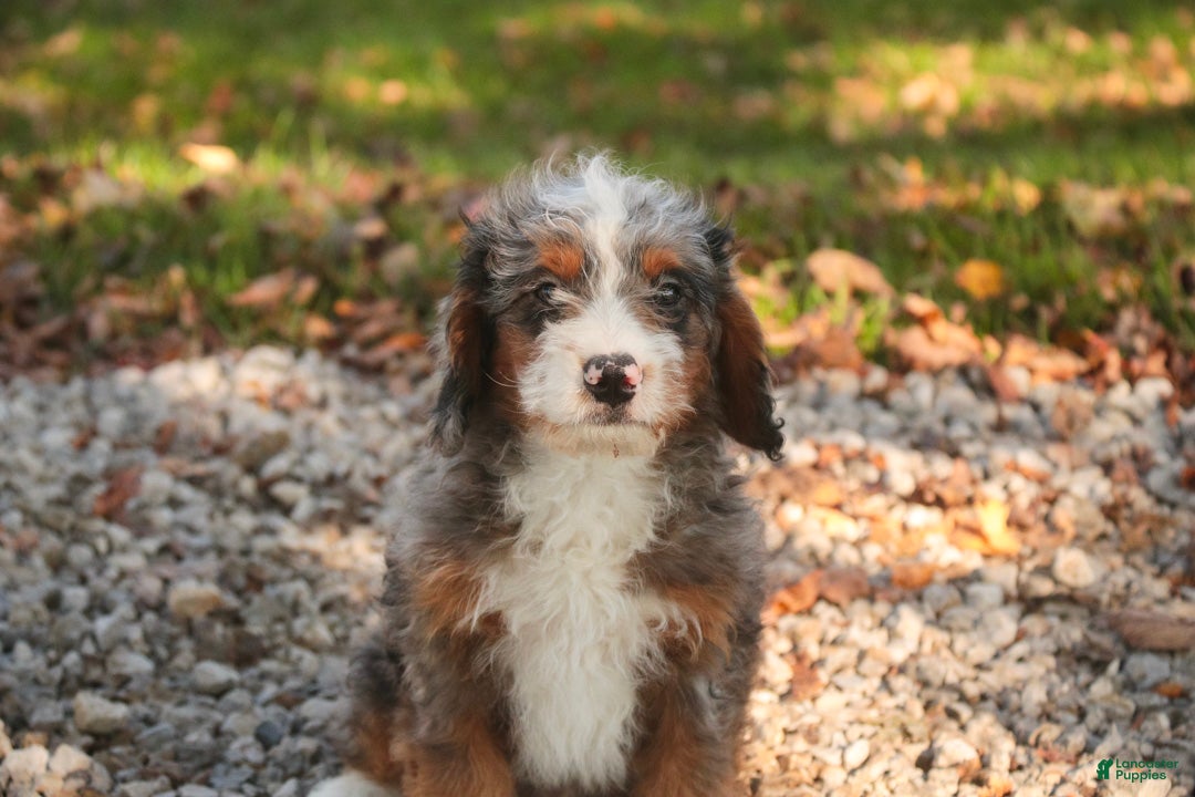 Bernedoodle dogs for sale: Everest Miniature Bernedoodle  - Ad 1