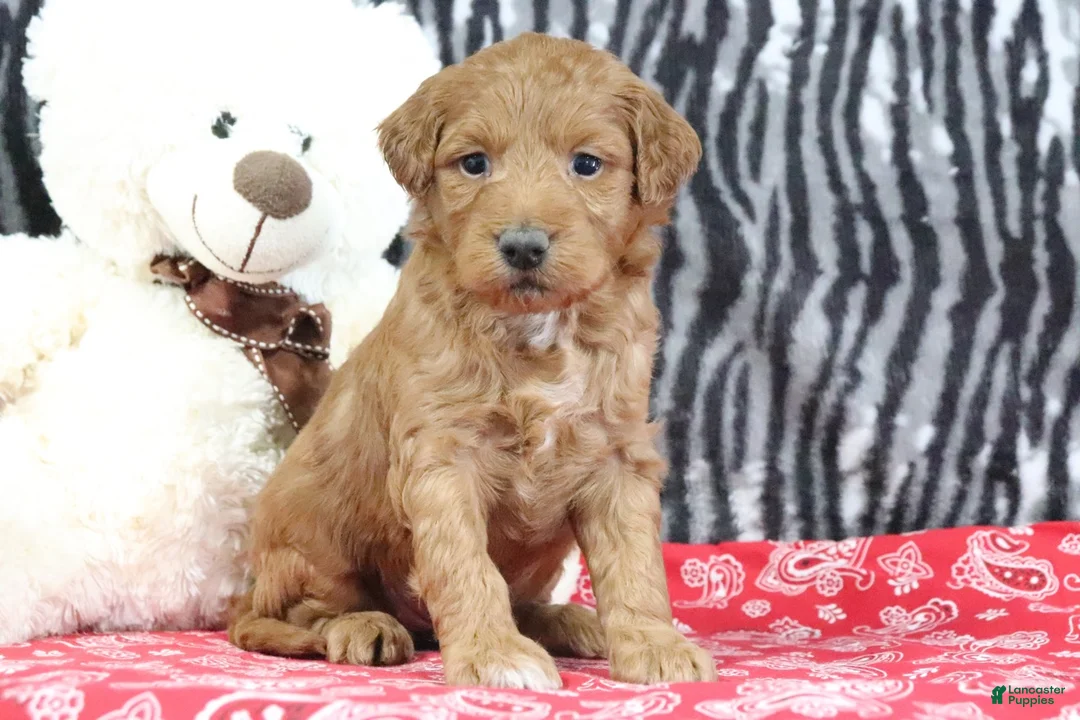 Mini Goldendoodle dogs for sale: Maggie - Ad 10