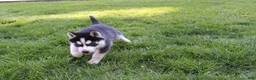 Siberian Husky dogs for sale: Reno - Ad 3