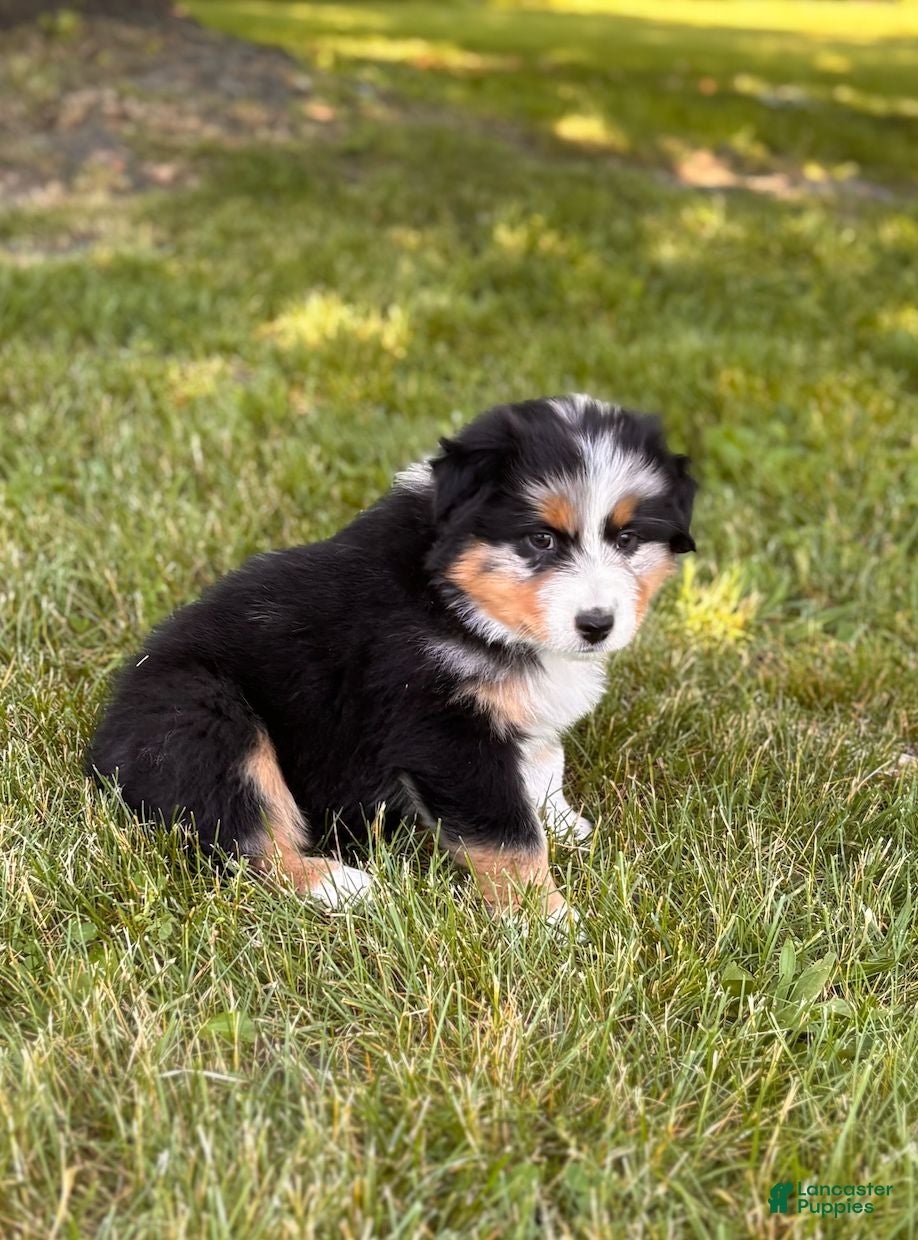 Australian Shepherd dogs Rose Bud - Ad 1