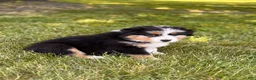Australian Shepherd dogs for sale: Rose Bud - Ad 1