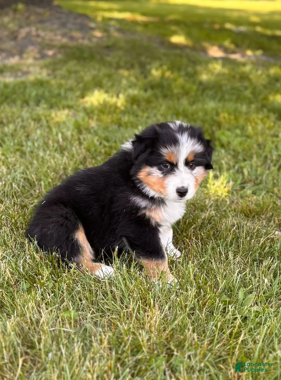 Australian Shepherd dogs for sale: Rose Bud - Ad 1