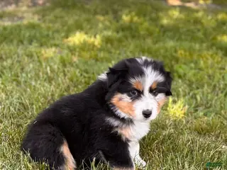 Australian Shepherd dogs for sale: Rose Bud - Ad 3