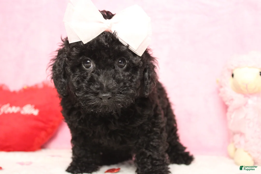 Toy Poodle dogs for sale: Onyx - Ad 10