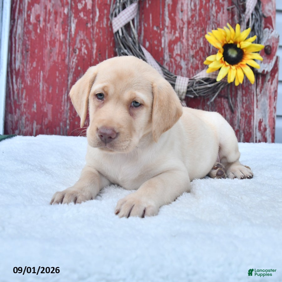 Labrador Retriever dogs Heather - Ad 1