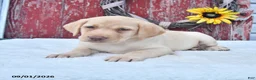 Labrador Retriever dogs for sale: Heather - Ad 1
