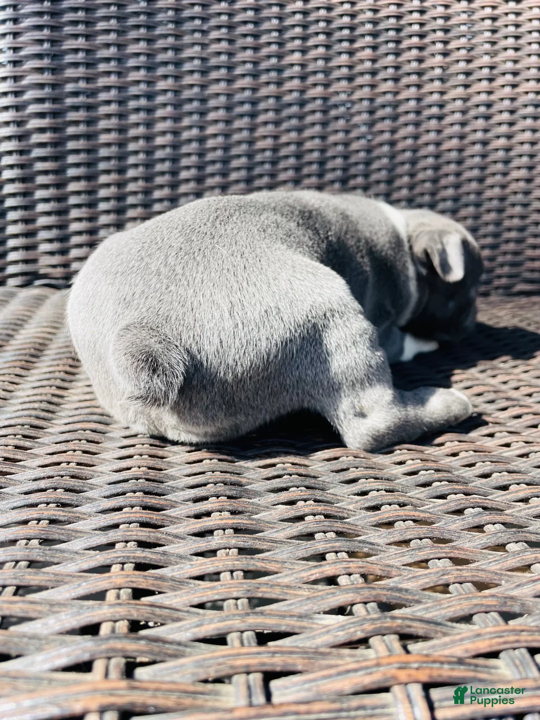 Boston Terrier dogs for sale: Boston Terrier 1 - Ad 2