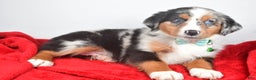 Miniature Australian Shepherd dogs for sale: Otto - Ad 2