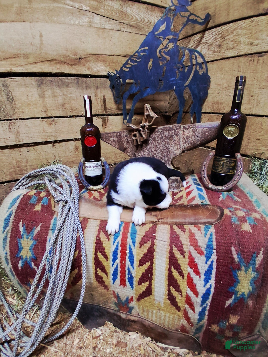 Border Collie dogs for sale: Border Collie Puppy 2 - Ad 4