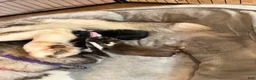 Siberian Husky dogs for sale: Princess Nixie - Ad 3